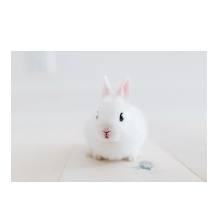 ペット禁止 うさぎ 再販不可.うさぎ巳年レジンヘアゴムブローチ